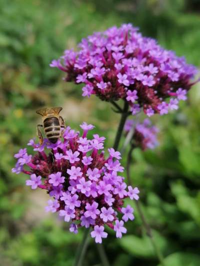 Verbena bonariensis, plein d'abeilles et autres insectes
